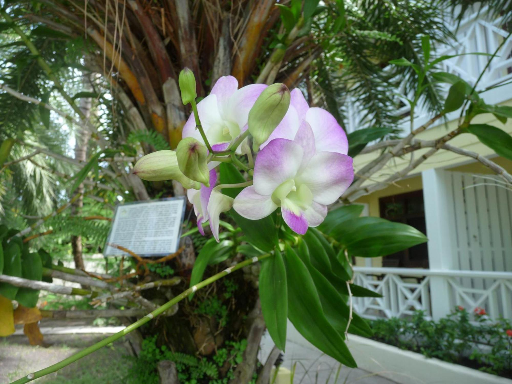 Buccaneer Beach Club Aparthotel Dickenson Bay Exterior photo